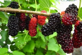 Những điều ít người biết về cây dâu tằm