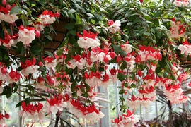 Khám phá loài hoa “có tiếng” đẹp mỹ miều, trồng nhiều ở Việt Nam