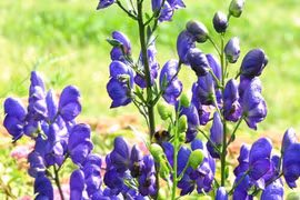 Loài cây có vẻ đẹp hút hồn nhưng chứa độc tố chết người