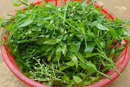 Sự thật thú vị về rau sắng đặc sản các tỉnh miền núi