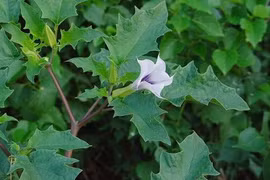 Sự thật loài cây biệt danh “cỏ dại của quỷ” có ở Việt Nam 