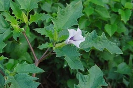 Sự thật loài cây biệt danh “cỏ dại của quỷ” có ở Việt Nam 