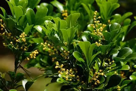 Bất ngờ ít ai biết về cây ngâu bạn thấy hàng ngày