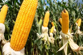 Khám phá cực hay ho về cây ngô ít ai biết