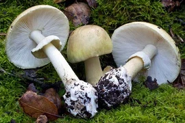 Loài thực vật nhỏ bé, mang tên tử thần, gây chết người nhiều nhất