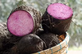 Khám phá bất ngờ về khoai vạc gắn liền với dân Đông Nam Bộ