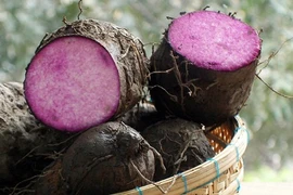 Khám phá bất ngờ về khoai vạc gắn liền với dân Đông Nam Bộ