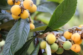 Khám phá về cây tỳ bà, đặc sản Lào Cai, Lạng Sơn