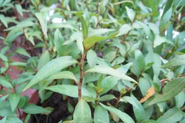 Những điều ít người biết về cây rau răm quen thuộc