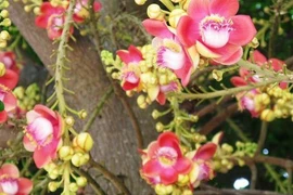 Bất ngờ về ngọc kỳ lân nở rộ tượng trưng cho Phật pháp