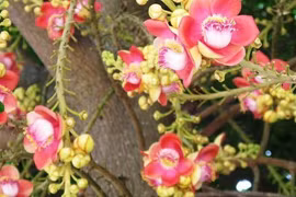 Bất ngờ về ngọc kỳ lân nở rộ tượng trưng cho Phật pháp