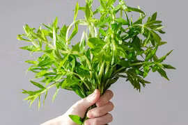 Sự thật thú vị về cây rau ngổ quen thuộc