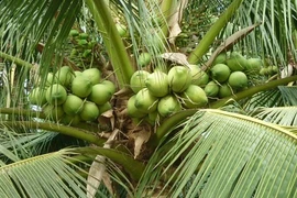 Choáng với những điều bất ngờ về cây dừa xiêm 