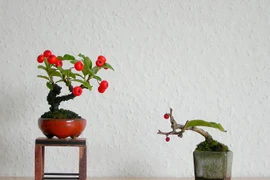 Bonsai táo gai siêu độc được người dân săn lùng chơi Tết