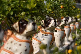 Quất ngự lưng chó đốm phục vụ Tết Nguyên đán