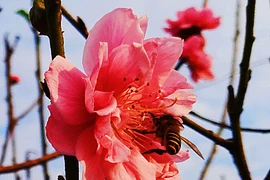 Đào Nhật Tân khoe sắc sớm, chào đón năm mới 2018