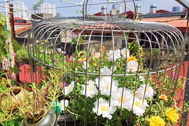 Mê mẩn lồng chim hoa mười giờ trên sân thượng “bung lụa” của mẹ 8X