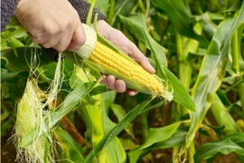 Cách trồng ngô ngọt tuyệt hay, cho bắp sai trĩu ngay trong vườn