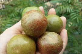 Giá mận đầu mùa 220.000 đồng/kg, chị em vẫn đua nhau mua