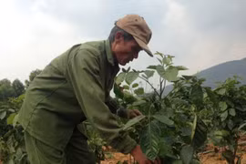 Hết thời, “nhân sâm của người nghèo” cũng thành… củi