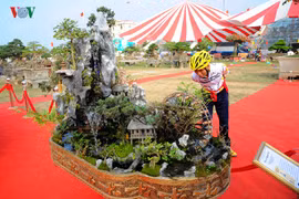 Bộ cây cảnh đẹp như “Việt Bắc thu nhỏ” giá trăm triệu 