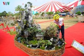 Bộ cây cảnh đẹp như “Việt Bắc thu nhỏ” giá trăm triệu 