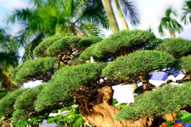 Đại gia Lào Cai chi gần 400 triệu mua cây phi lao siêu độc