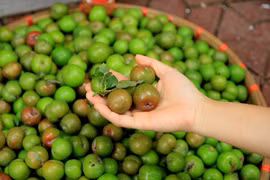 Mận đầu mùa giá "chát" 150.000 đồng/kg hút hồn bà nội trợ