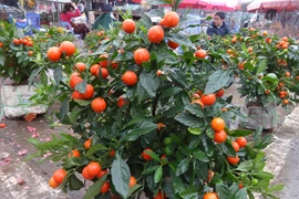 Quất Nhật - loại cây cảnh chơi Tết siêu độc năm nay