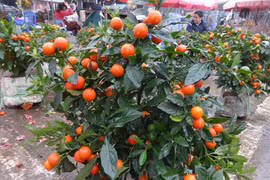 Quất Nhật - loại cây cảnh chơi Tết siêu độc năm nay