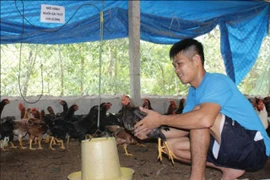 Chàng cựu quân nhân nhờ nuôi gà mà cưới được cô sinh viên