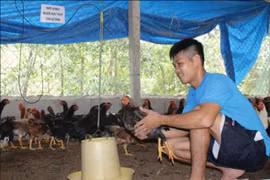 Chàng cựu quân nhân nhờ nuôi gà mà cưới được cô sinh viên