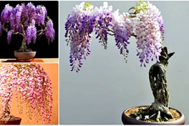 Chị em ngất ngây với bonsai hoa tử đằng siêu đẹp