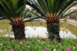 Trồng 700 cây vạn tuế, góa phụ đếm lá thu tiền