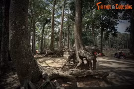 Giai thoại lạ về Ao Bà Om hình vuông nổi tiếng nhất Nam Bộ