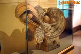 Đầu phượng hoàng đồ sộ 700 tuổi cực lớn, đẹp nhất Việt Nam