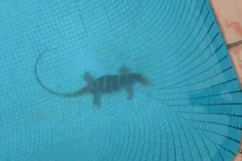 Dưới đáy hồ bơi ở TP HCM xuất hiện con bò sát khủng 