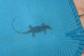 Dưới đáy hồ bơi ở TP HCM xuất hiện con bò sát khủng 