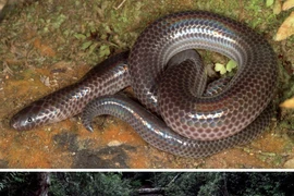 Top sinh vật độc đáo được phát hiện ở Việt Nam gần đây 