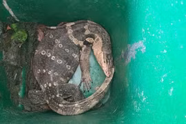 Bò sát khủng xuất hiện ở hồ bơi TP HCM: Loài "hiếm có khó tìm"