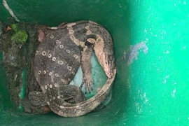 Bò sát khủng xuất hiện ở hồ bơi TP HCM: Loài "hiếm có khó tìm"