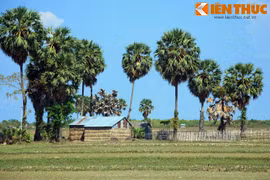 Cách tận dụng cây thốt nốt trong đời sống người dân miền Tây Nam Bộ