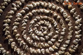 Khám phá mỏ hóa thạch lớn nhất Đông Nam Á ở Lạng Sơn