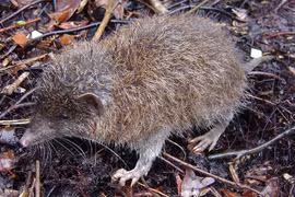 10 động vật độc - dị - lạ được phát hiện 2023