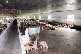 Đồng Nai: Chăn nuôi C.P Việt Nam phải di dời trang trại gà giống tại Vĩnh Cửu