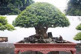 Đại gia Phú Thọ khoe bằng lăng vua Minh Mạng từng chơi giá hàng tỷ đồng