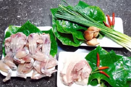 Trắng đêm săn ếch đát, thấy nhiều cũng không dám bắt thêm