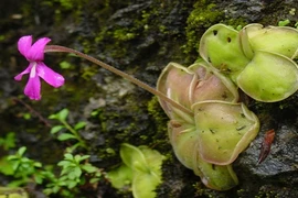 Những loài cây tàn bạo nhất vương quốc thực vật 