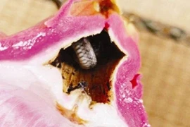 Háo hức bổ thanh long, người phụ nữ sốc nặng thấy điều kinh hoàng... 