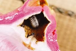 Háo hức bổ thanh long, người phụ nữ sốc nặng thấy điều kinh hoàng... 